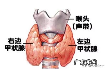 在控制甲亢期间,需要注意什么?吃什么可以控制甲亢?