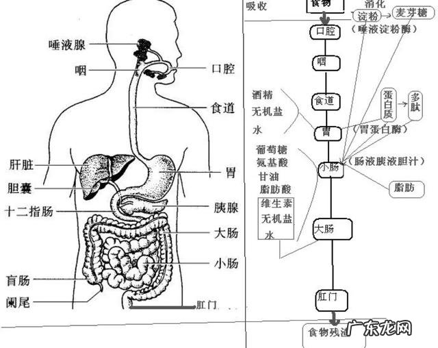 肠胃功能紊乱大便会变细吗？