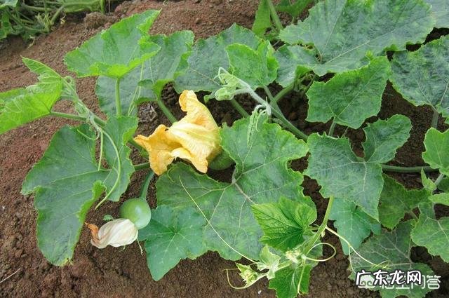 女人常吃南瓜藤,坚持一个月对身体有哪些好处?