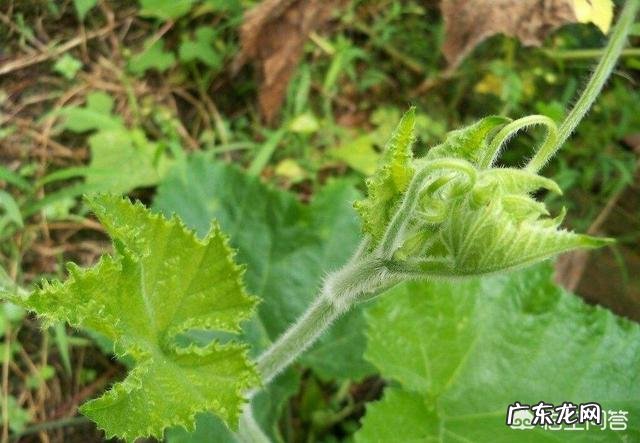 女人常吃南瓜藤,坚持一个月对身体有哪些好处?