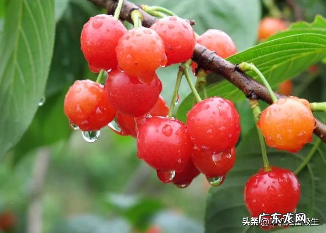 吃樱桃有哪些好处?血糖会升高吗?