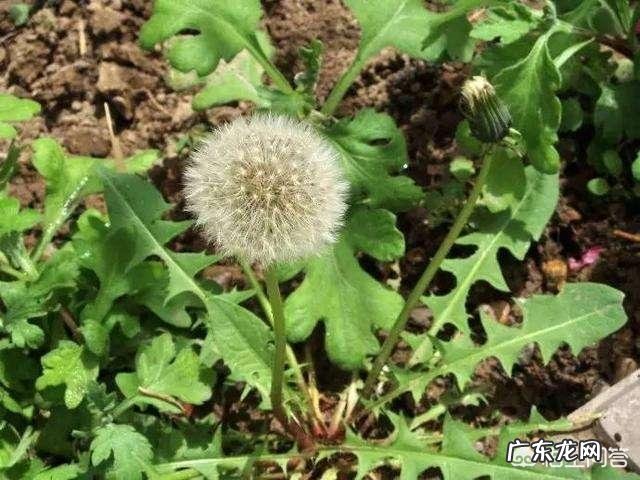 有点糖尿病和高血压，能喝蒲公英水吗？