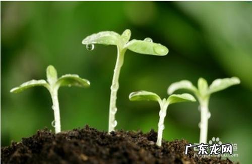 吃什么补气血而且易补,最好食补,中药喝不下