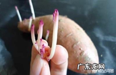 蒸红薯很甜可是为什么吃蒸红薯不会发胖？真的吗？