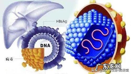 乙肝病毒携带者也会转化为肝癌吗