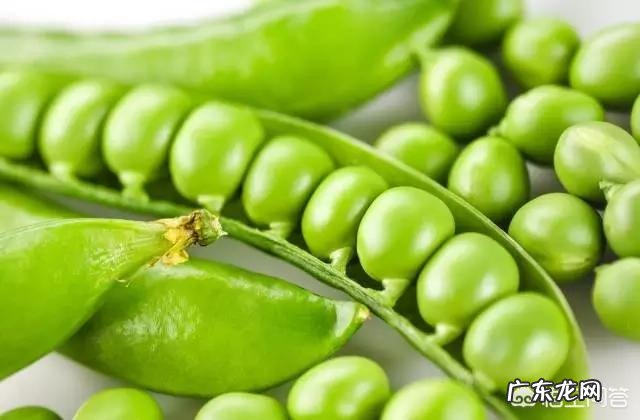 白豆,黑豆,绿豆,淡豆豉的功效?