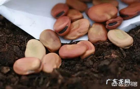 白豆,黑豆,绿豆,淡豆豉的功效?