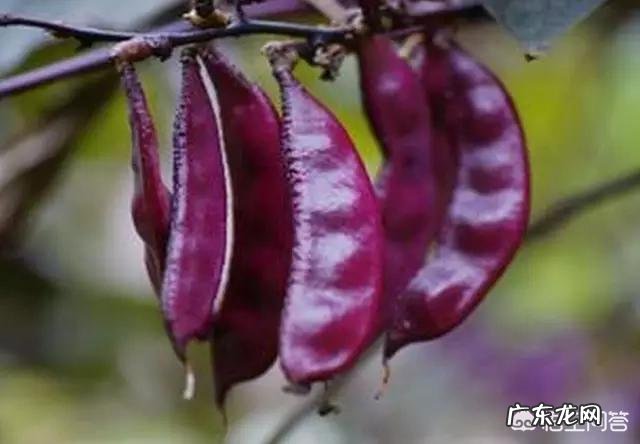 白豆,黑豆,绿豆,淡豆豉的功效?