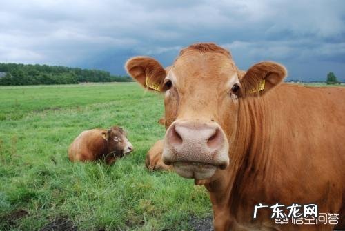 牛喂盐喂多了是不是翻毛啊