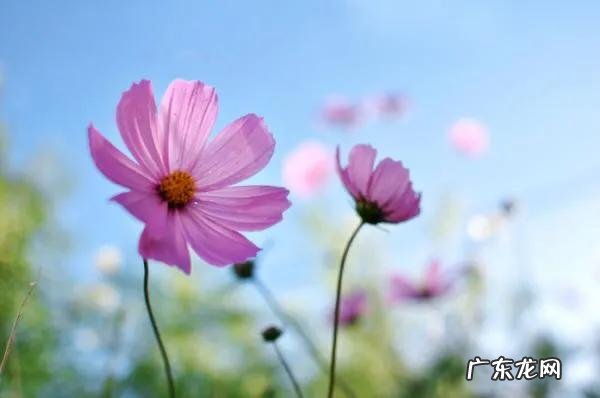 为什么有的人身材比例那么好呢