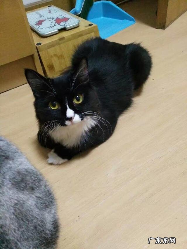 想请问养猫达人或家里养了几只喵的,橘猫是不是特别贪吃?