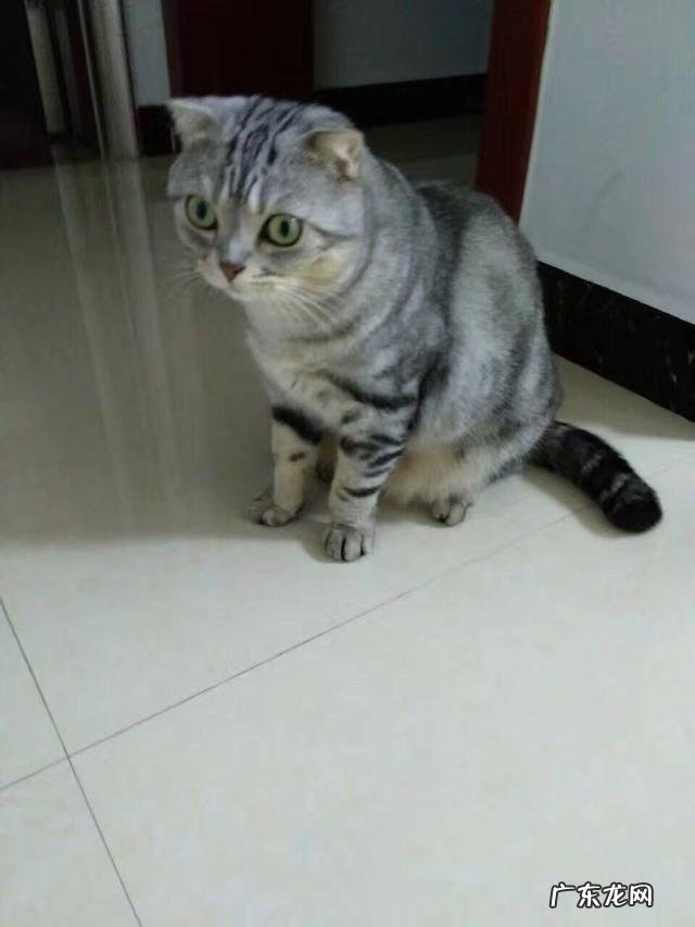 想请问养猫达人或家里养了几只喵的,橘猫是不是特别贪吃?