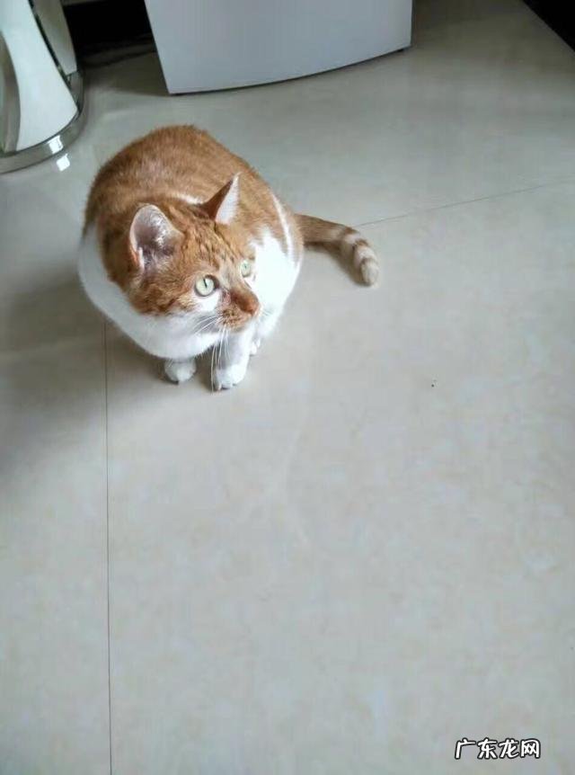 想请问养猫达人或家里养了几只喵的,橘猫是不是特别贪吃?