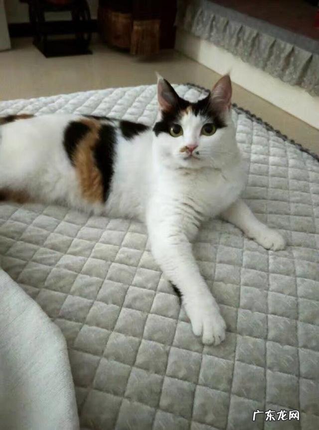 想请问养猫达人或家里养了几只喵的,橘猫是不是特别贪吃?