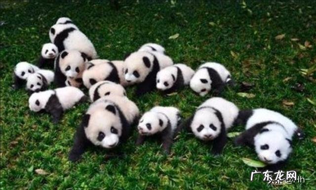 大熊猫生活在什么地方,爱吃什么,为什么被当做国宝