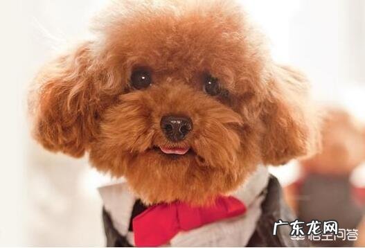 家里有一只泰迪犬,需要注意什么