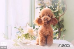 家里有一只泰迪犬，需要注意什么