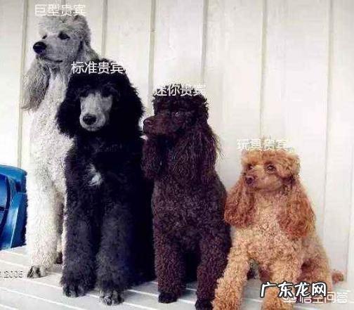 家里有一只泰迪犬,需要注意什么