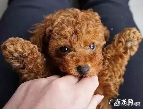 家里有一只泰迪犬,需要注意什么