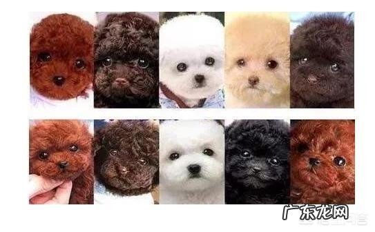 家里有一只泰迪犬,需要注意什么