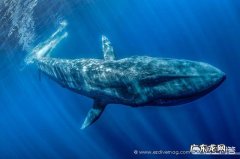 当鲸鱼还没进化，在陆地的时候是什么样子