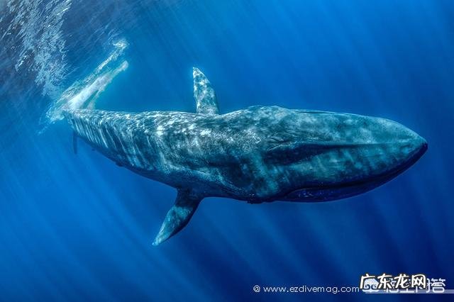 当鲸鱼还没进化,在陆地的时候是什么样子
