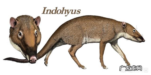 当鲸鱼还没进化,在陆地的时候是什么样子