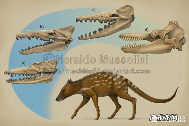 当鲸鱼还没进化,在陆地的时候是什么样子