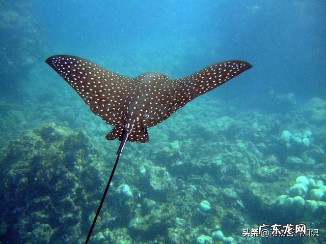 每天游泳1500米对于减肥有用吗？