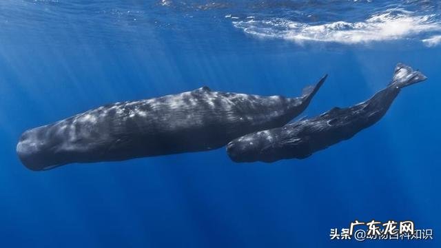 每天游泳1500米对于减肥有用吗？