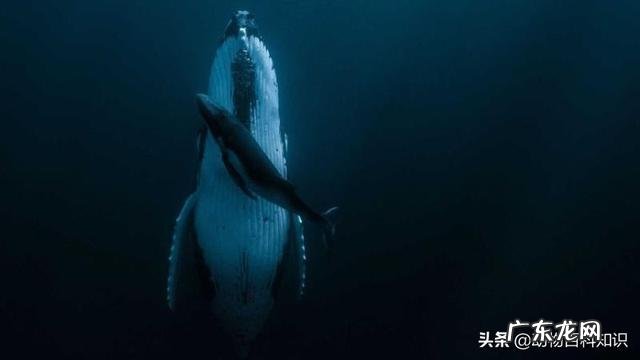 每天游泳1500米对于减肥有用吗？