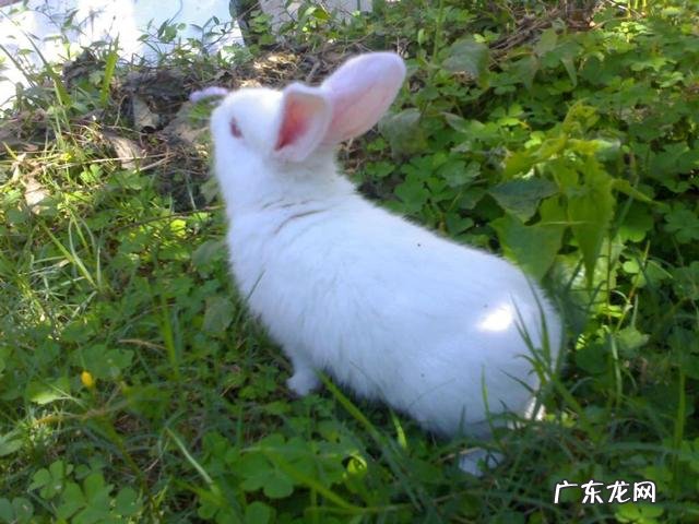 补栏时如何判断合格青年鸡