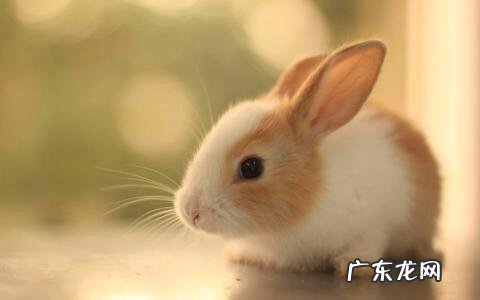 补栏时如何判断合格青年鸡