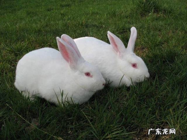 补栏时如何判断合格青年鸡