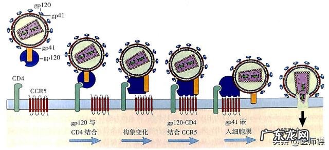 HIV的逆转录过程最好有图?