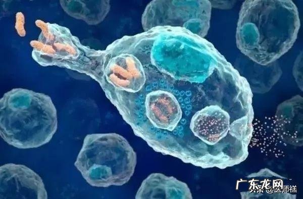 HIV的逆转录过程最好有图?