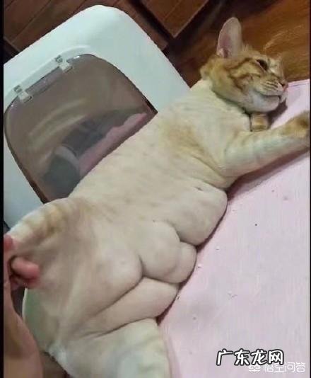 橘猫生病一段时间都瘦了,猫咪瘦了怎么补充营养?