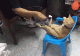 橘猫生病一段时间都瘦了,猫咪瘦了怎么补充营养?