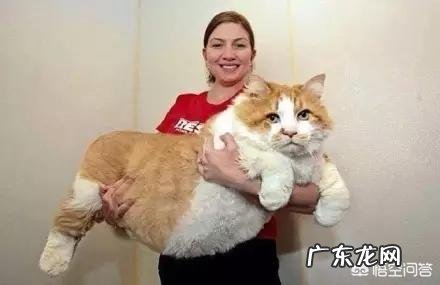 橘猫生病一段时间都瘦了,猫咪瘦了怎么补充营养?