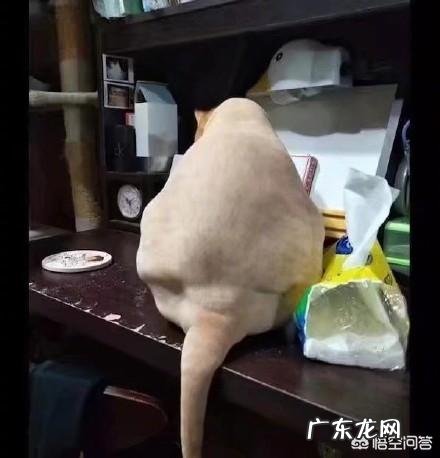 橘猫生病一段时间都瘦了,猫咪瘦了怎么补充营养?