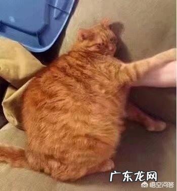 橘猫生病一段时间都瘦了,猫咪瘦了怎么补充营养?