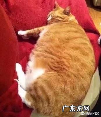 橘猫生病一段时间都瘦了,猫咪瘦了怎么补充营养?