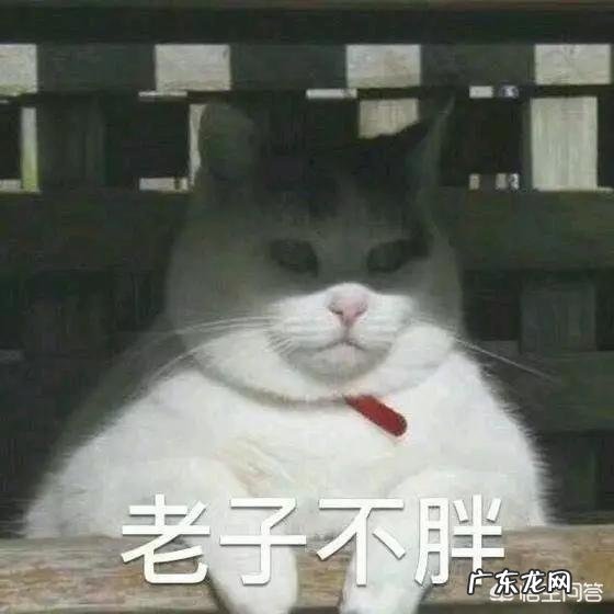 橘猫生病一段时间都瘦了,猫咪瘦了怎么补充营养?