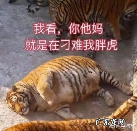 橘猫生病一段时间都瘦了,猫咪瘦了怎么补充营养?