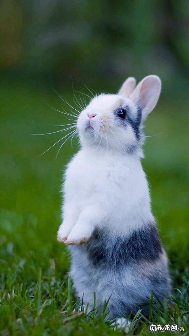 属兔的人一般有哪些优缺点?