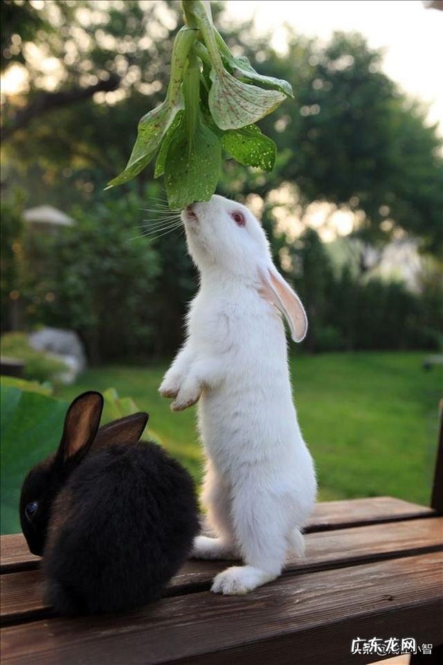 属兔的人一般有哪些优缺点?