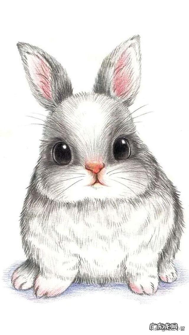 属兔的人一般有哪些优缺点?