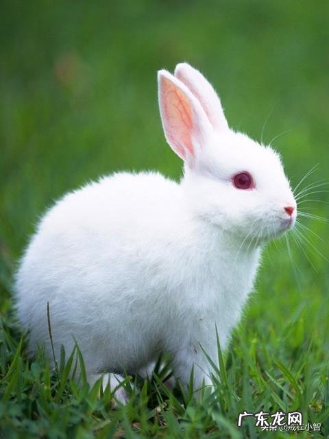 属兔的人一般有哪些优缺点?