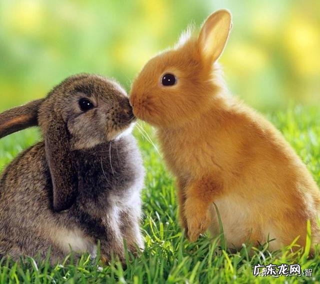 属兔的人一般有哪些优缺点?