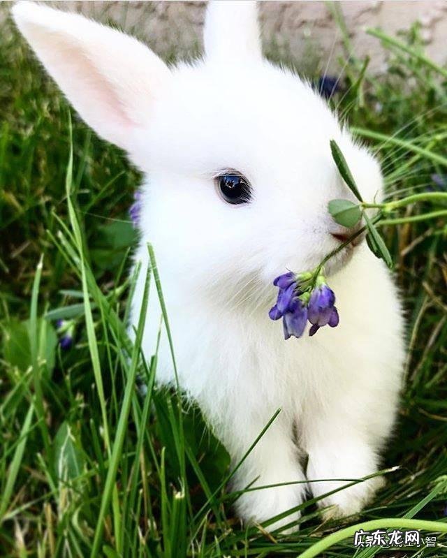 属兔的人一般有哪些优缺点?